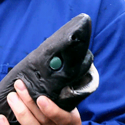 gentlesharks:The Lantern shark is one of only three types of shark that can produce its own light. This is the result of a chemical reaction within the sharks skin cells; pigment in the skin oxidizes and creates light. Its spine lights up to ward off