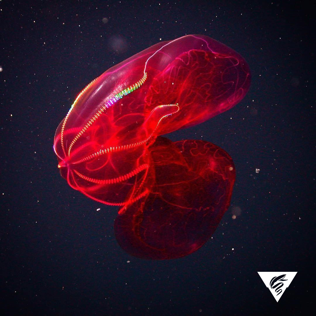 The bloodybelly comb jelly is nearly invisible in the deep sea, where red animals appear black and blend into the dark background. Scientists think the jelly’s blood-red belly helps mask bioluminescent light from prey it swallows—so it won’t become a...