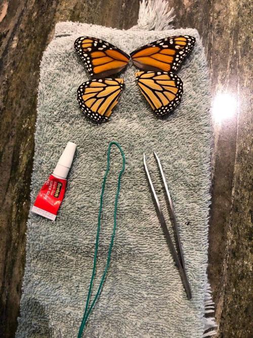 blondebrainpower:  A successful quadruple wing transplantThe Burger Butterfly Garden received a request for aid. A male monarch specimen had a failed eruption from his chrysalis, leading to a quadruple crippling of his wings. The wings of a butterfly