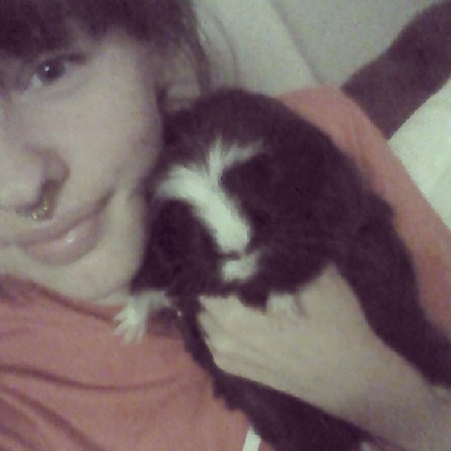 Forcing Tenma to spend time with me #guinea #pig #cwtches