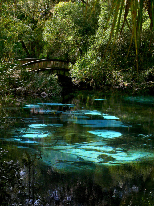 wolfdancer:  magicalnaturetour:  Fern Hammock Springs (by BurningQuestion)  wolfdancer:- Soon I will dream to be here when winter has me in her icy grip