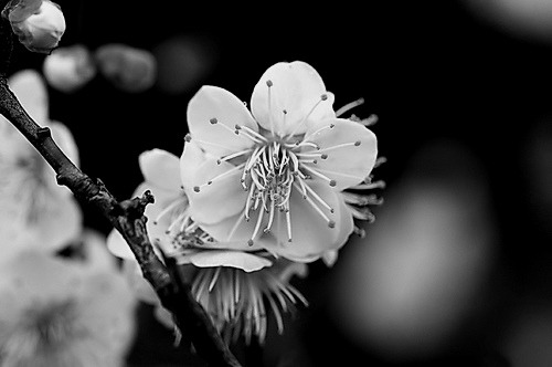 whitenes-s:  Ume have begun to bloom by twos and threes in Osaka Castle Park by naruo0720 