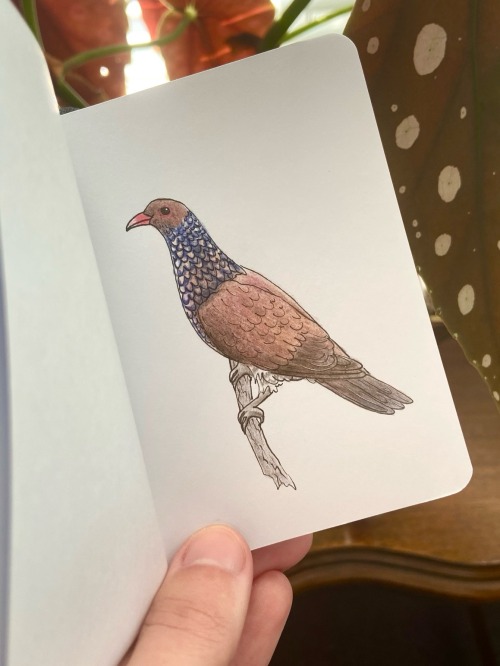 Colored-pencil drawing of a scaled pigeon in my mini sketchbook