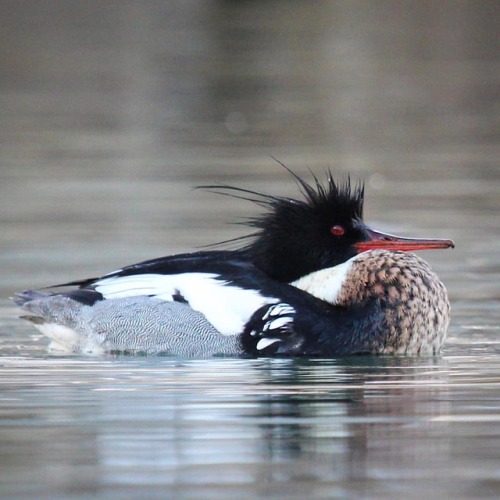 Red-Breasted Merganser #redbreastedmerganser #merganser #ducksofinstagram #ducksunlimited #waterfowl