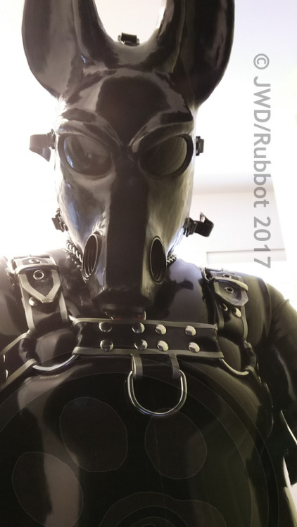 rubbot: Jackal in a bad mood
