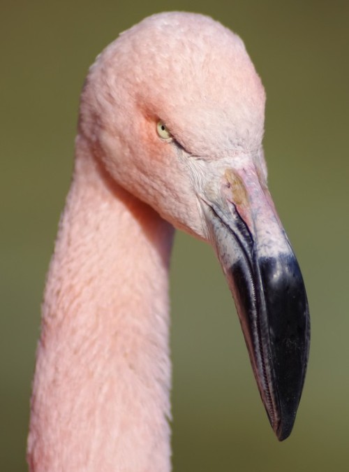 dimetrodone:  justnoodlefishthings:  wildlifemajor:  justnoodlefishthings:  justnoodlefishthings:  hey? flamingos are terrifying    Flamingos are the stupidist creatures ever. There’s nothing terrifying about them. Those teeth? Those act as filtration