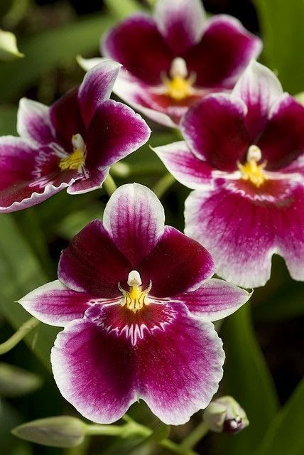 flowersgardenlove:  Miltoniopsis Hajime Beautiful 
