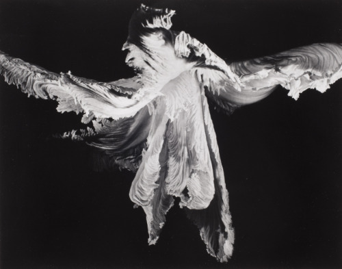 Carlotta CorpronNature Dancer (Chinese Cabbage), 1946