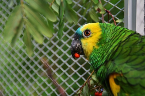 jungle boy eating rowan berry