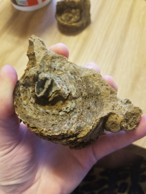 madame-mari:My dad found this beautiful horn coral back on our property, and I think it might be my 