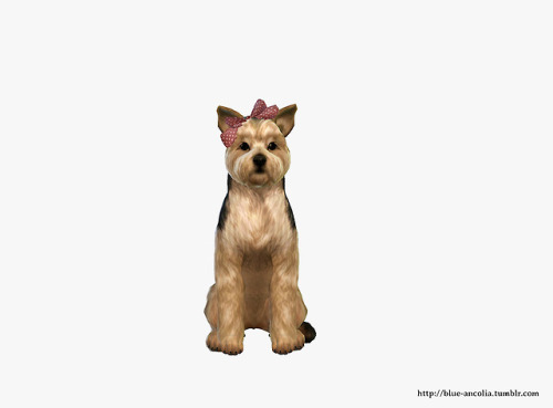blue-ancolia:requested by my dear @rockonjennyYorkshire MakeoverHere is Chipie, she is a very calm l