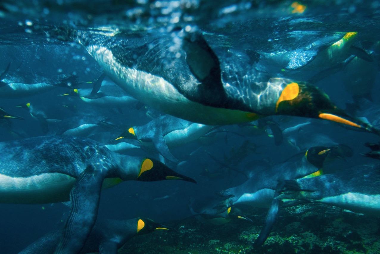 awkwardsituationist:  april 25 is world penguin day. two recently published studies