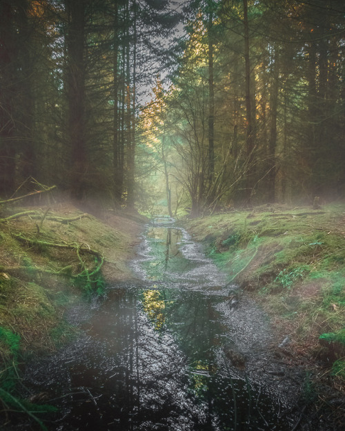 Misty morning in the woods by Sean Bluestone website | facebook | instagram