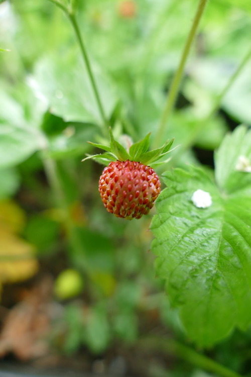 Wild Strawberry in my garden June 9th, 2018. 
