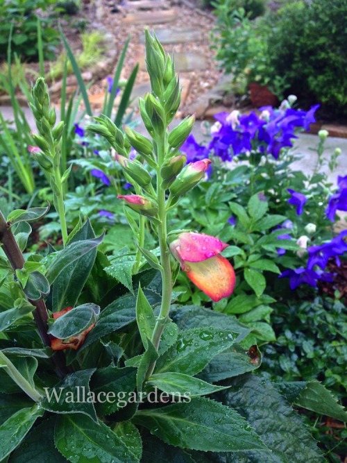 Postcards from the Hedge.  A Foxglove with Lipstick?  Imagine the perfect non-stop summer bloomer wi