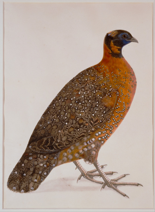 loverofbeauty: Crimson Horned Pheasant (Satyr Tragapan) circa. 1775-1800. Watercolour, India