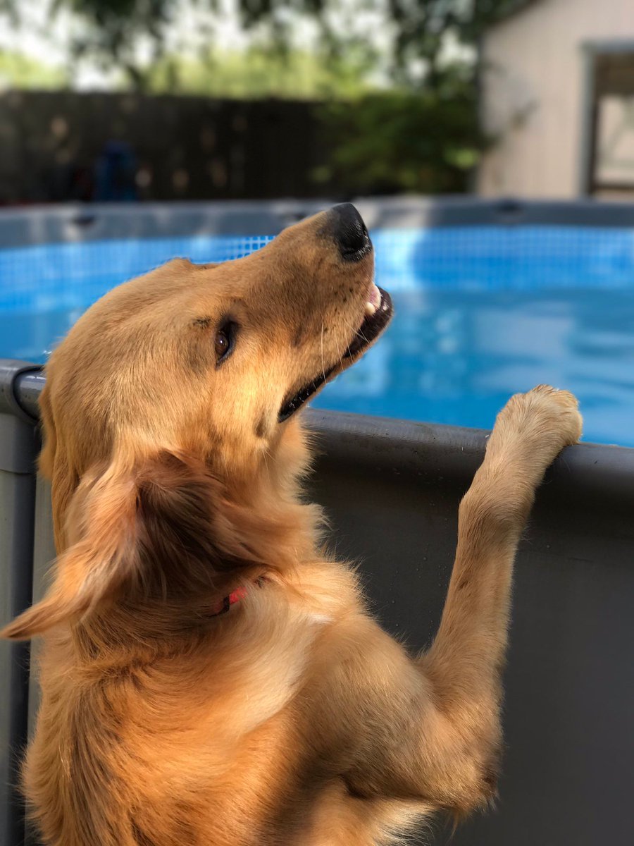 babyanimalgifs:What a good boy.