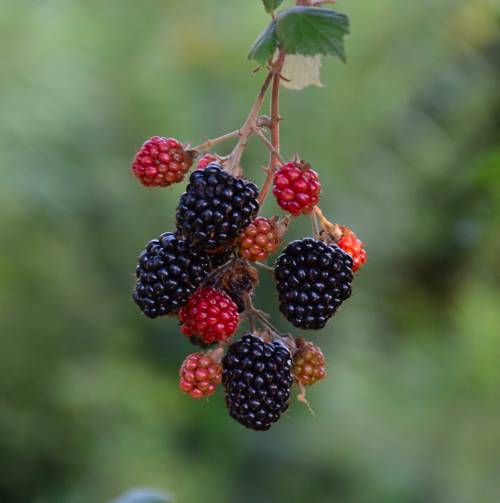 fotoitalien:wild blackberries