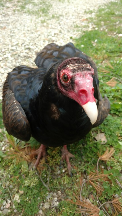 hearthawk:Don’t think vultures are cute?Ed advises you to reconsider your impressions.