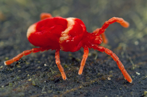 Trombidiformes are fine ‘plush toy’ mites. Free living as adults and parasites in earlier stages. Ac