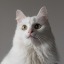 thefluffywitchling