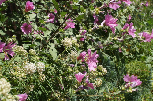 flora-file:
“Flowers in the School Garden - July 5, 2014 (by flora-file)
”