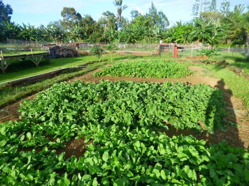 dreadedgrape:  barefootedfarmer:  root beds white daikon, purple daikon, red beats, red turnips    here are pictures of the farm im on. this is my farm blog/ gardening blog covers my personal travels working on farms  