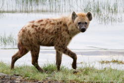 thegrassygnoll:  Spotted Hyaena - Mark Smith