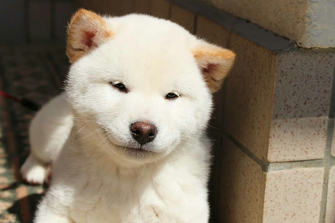 doggosource:thinkin