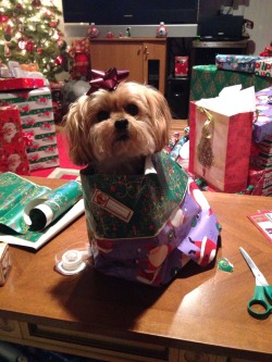 rebecky-boo:  I got bored so I wrapped my dog 