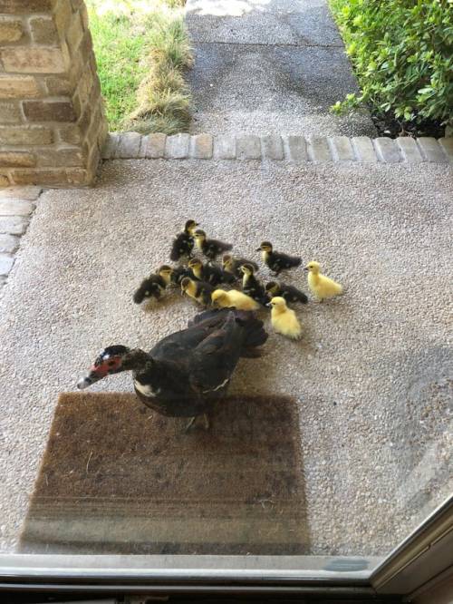 thesassyducks:Every year this mama duck brings her babies to my house and I help her take care of th