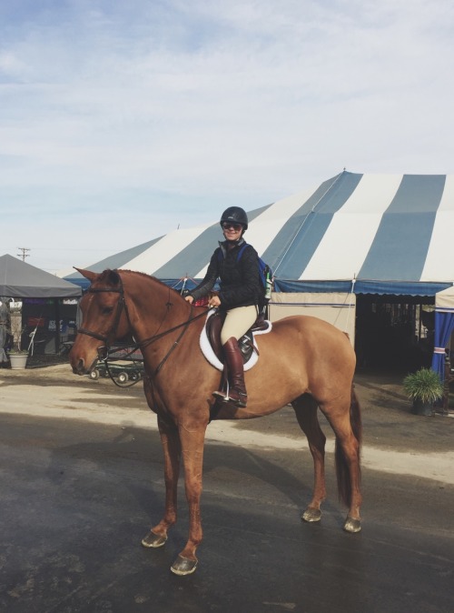 thatawkwardequestrian: poniesandsquats:  palms-and-ponies:  ottbs:  fearlessequitation: Working stud