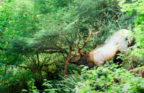 armedwithaneye:elk along the hoh rainforest trail // wa, 2016