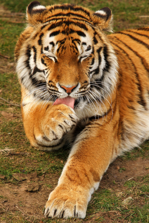 theanimalblog - Amur Tiger. Photo by incheye1971