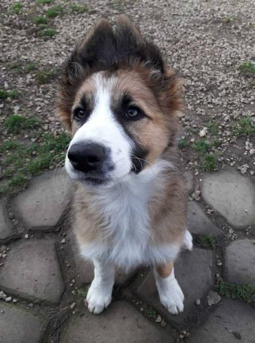 handsomedogs: Sol again! with her perfect makeup