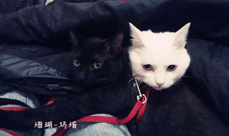 iblackcat:  玛瑙永远看着这么猥琐