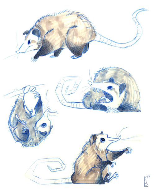 kriplusdoodle:Opossums are awesome