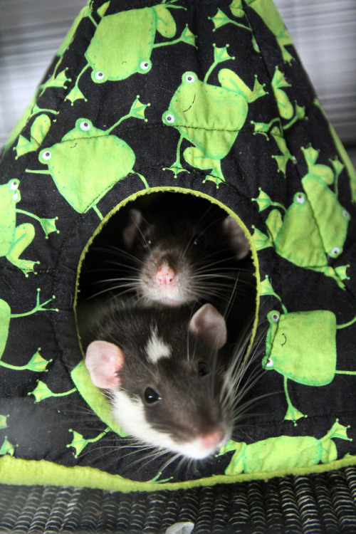 Cuddles &lt;3 DaVinci and Dante