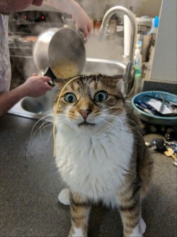 catasters: