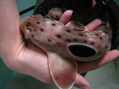 reptimania:  trynottodrown:  some cute shark pups for you  whale shark pups look surprisingly similar to adult whale sharks.  