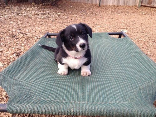 corgi-addict:  Can I go home with you?