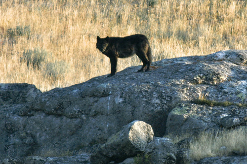 highways-are-liminal-spaces:Scenes from the Greater Yellowstone Ecosystem