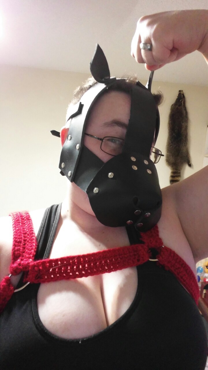 brisketbully:  My primal friend’s wife crocheted me a harness and it is the cutest