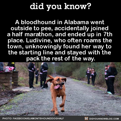 did-you-kno:  A bloodhound in Alabama went outside to pee, accidentally joined a