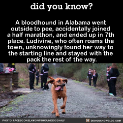 did-you-kno:  A bloodhound in Alabama went outside to pee, accidentally joined a half marathon, and ended up in 7th place. Ludivine, who often roams the town, unknowingly found her way to the starting line and stayed with the pack the rest of the way.The