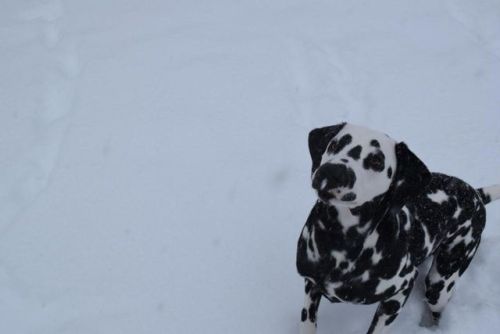 Porn Pics babyanimalgifs:  dalmatian pup