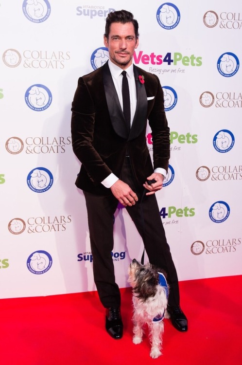 David Gandy and his beautiful pup Dora attend the Battersea Dogs...