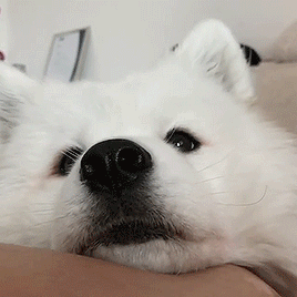Bi Dog (Tamed Wolf) 
