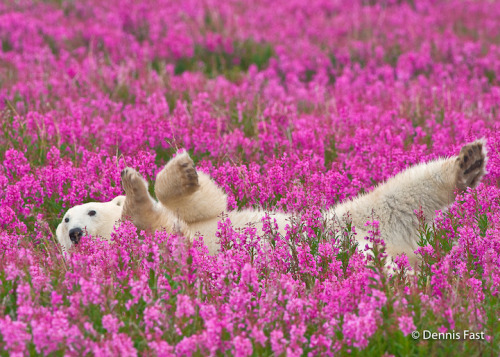 Canadian photographer captures polar bears playing in flower fields [link]