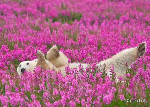 mymodernmet: Interview: Playful Photos of Polar Bears Frolicking in Flower Fields During Summer